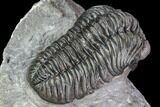 Adrisiops Weugi Trilobite - Scarce Phacopid Species #104962-4